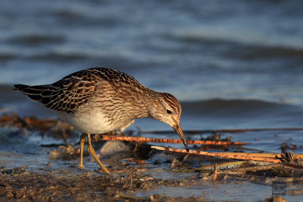 Pectoral Sandpiper